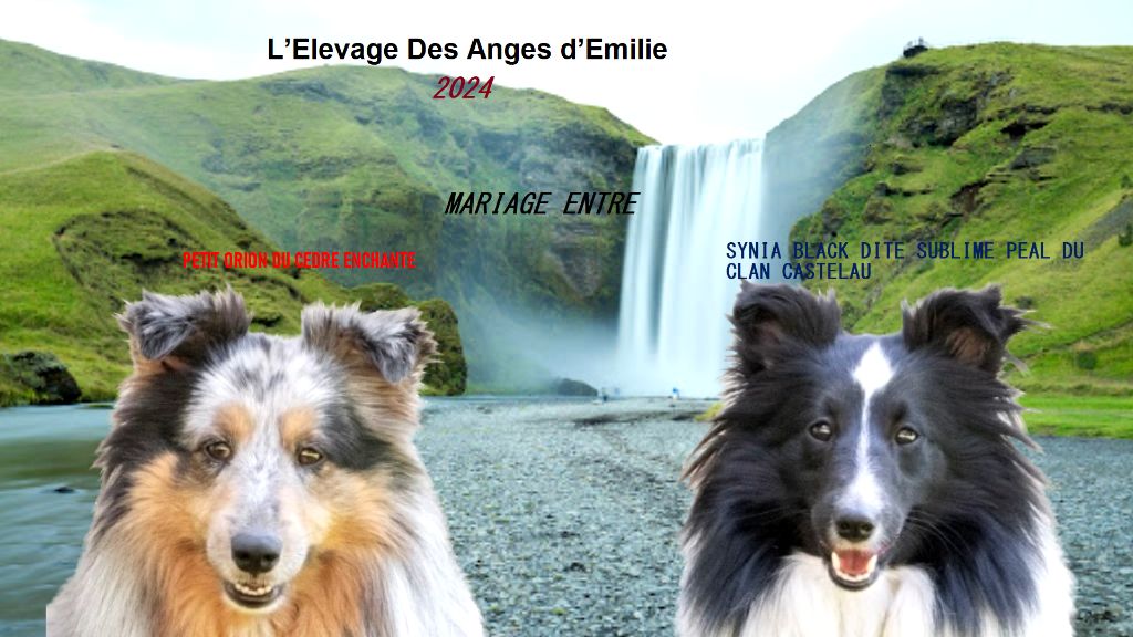 Des Anges D'Emilie - Portée à venir en 2025